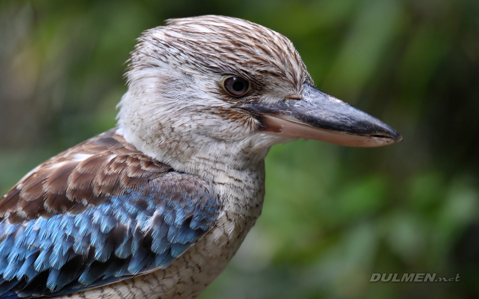 Blue-winged kookaburra (Dacelo leachii)